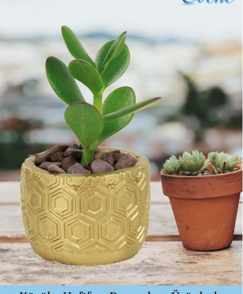 Mini Çiçek Saksı Küçük Sukulent Altın Kaktüs Saksısı 3lü Set Altıgen Model
